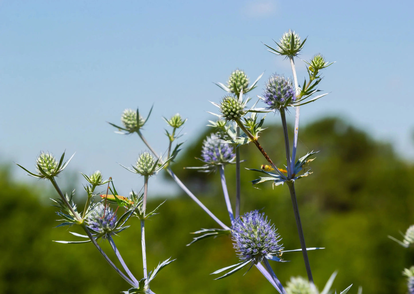 Eryngium (Sea Holly)