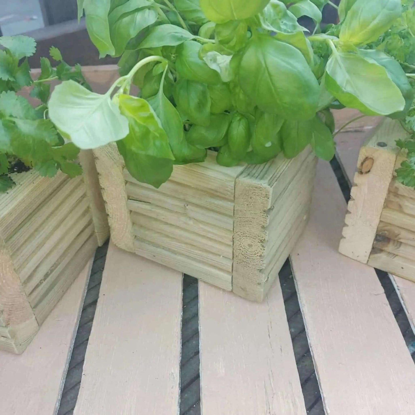 Wooden Decking herb planter boxes pack of 3 with fresh basil and cilantro plants.