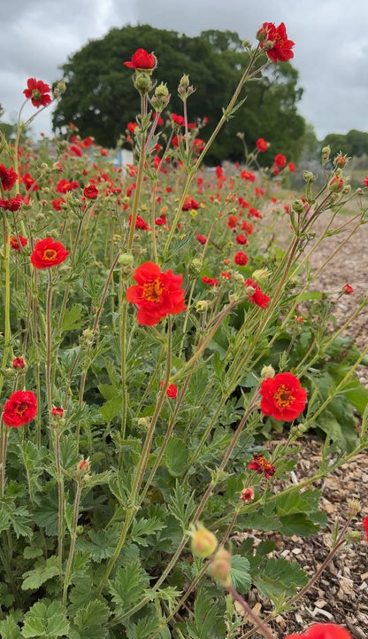 Geum Mrs Bradshaw