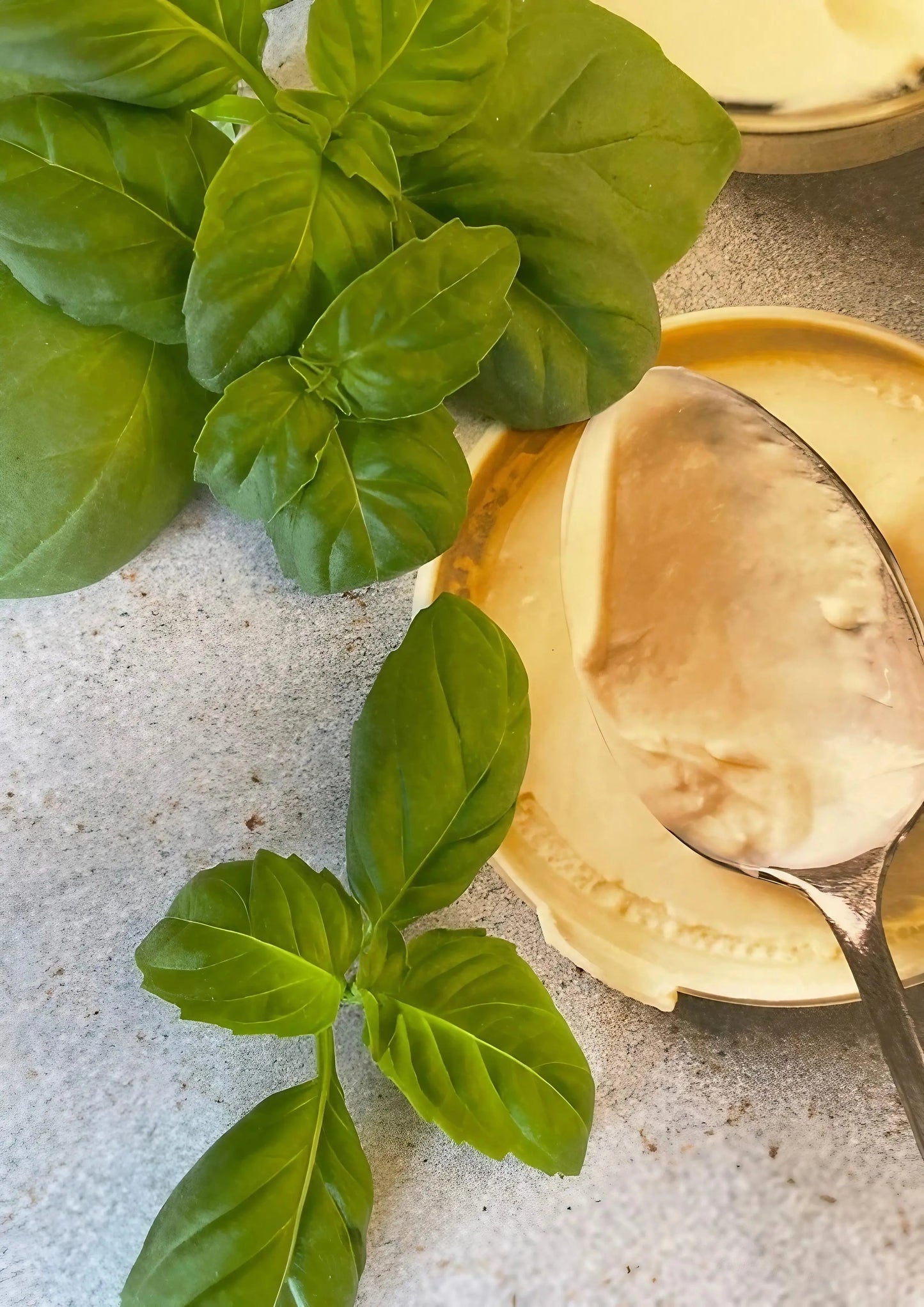 Basil Thai Large Leaf