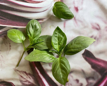 Basil Thai Siam Queen