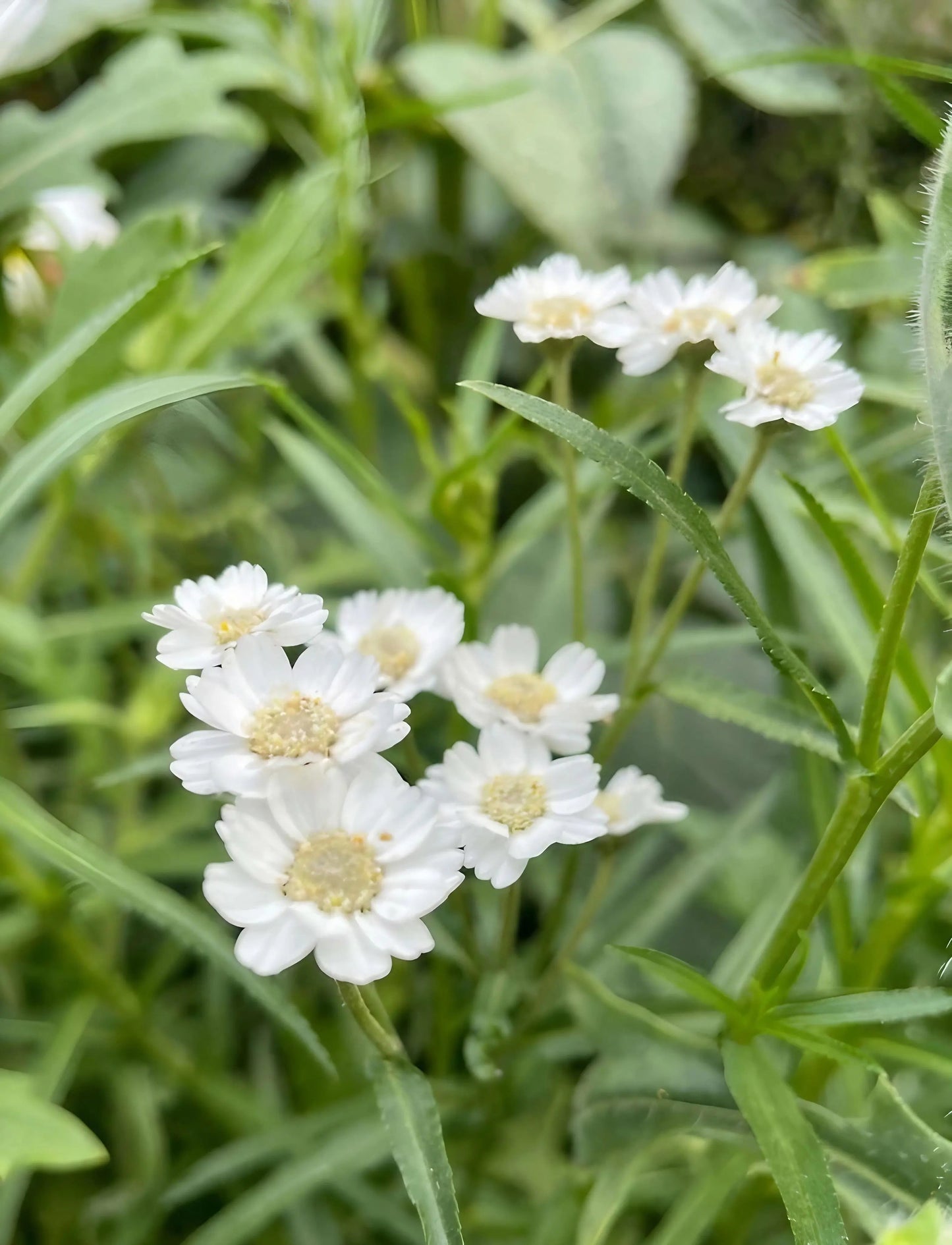 Achillea Ballerina