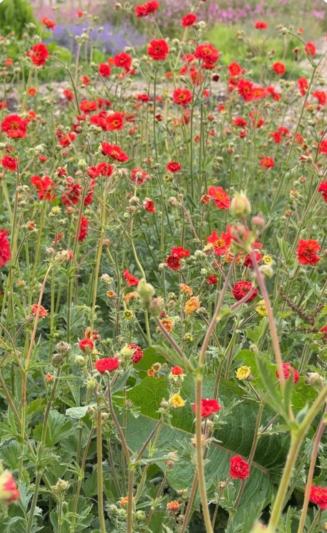Geum Mrs Bradshaw