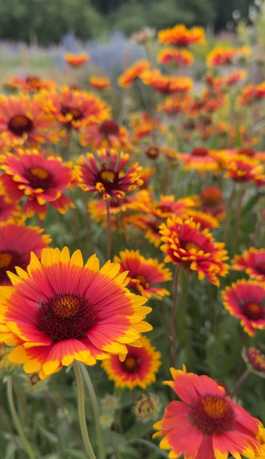 Gaillardia Aristata Bicolour Goblin