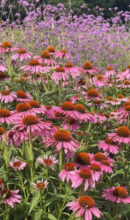 Echinacea Purple Coneflower