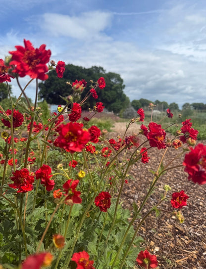 Geum Mrs Bradshaw