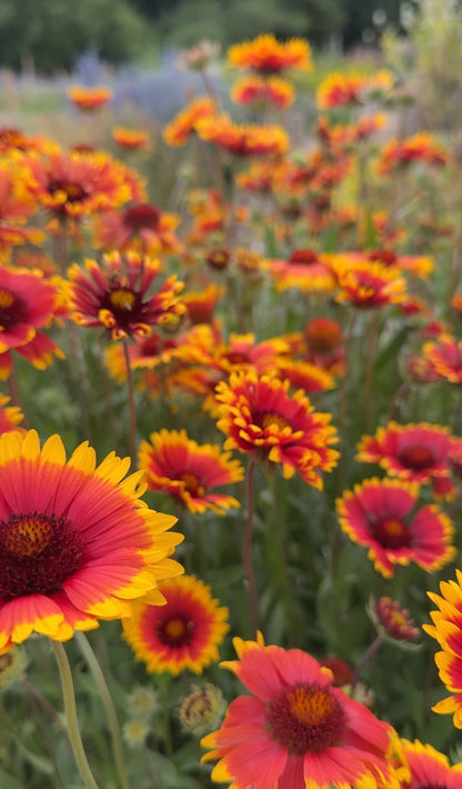 Gaillardia Aristata Bicolour Goblin