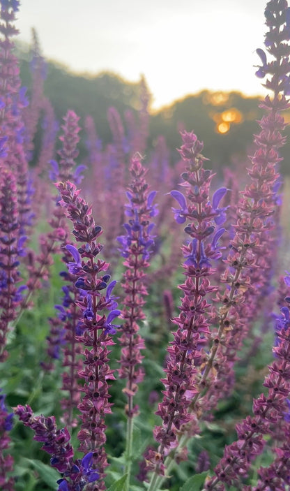 Salvia Violet Queen