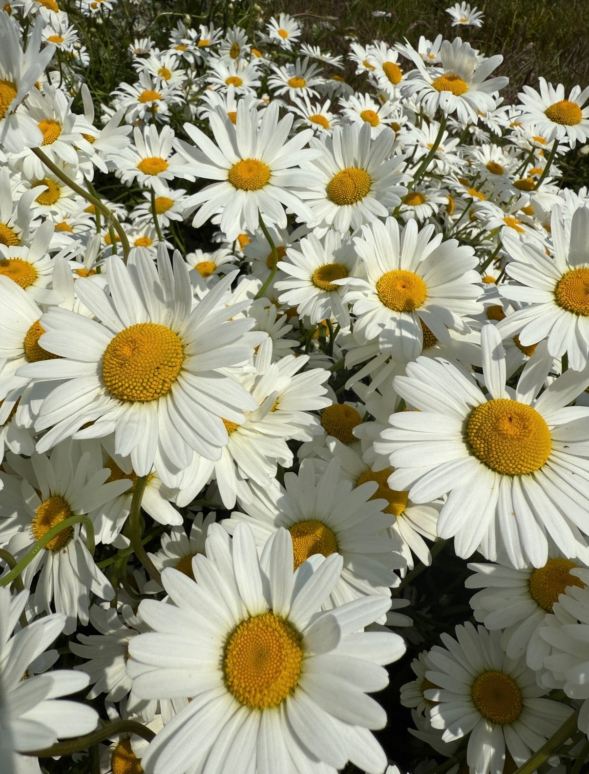 Oxeye Daisy