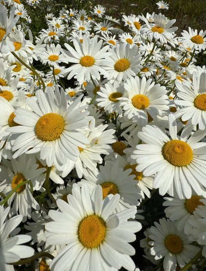 Oxeye Daisy
