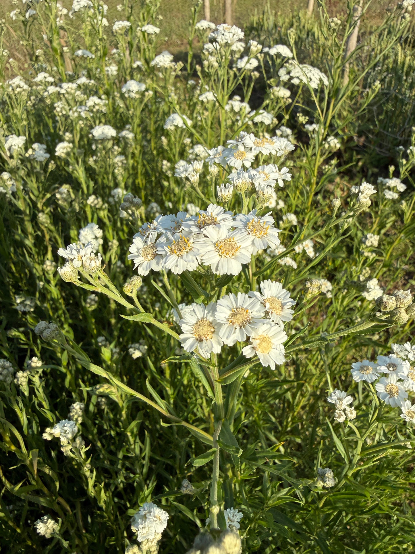 Achillea Ballerina