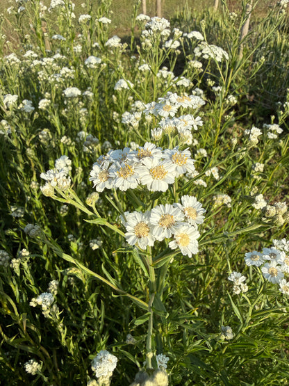 Achillea Ballerina