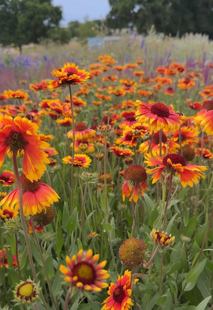 Gaillardia Aristata Bicolour Goblin