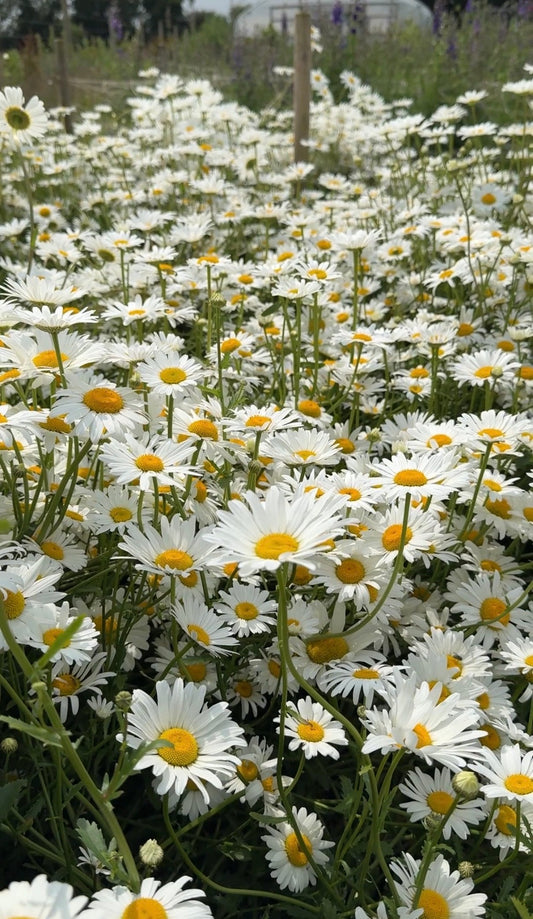 Oxeye Daisy