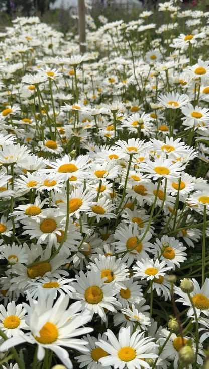 Oxeye Daisy