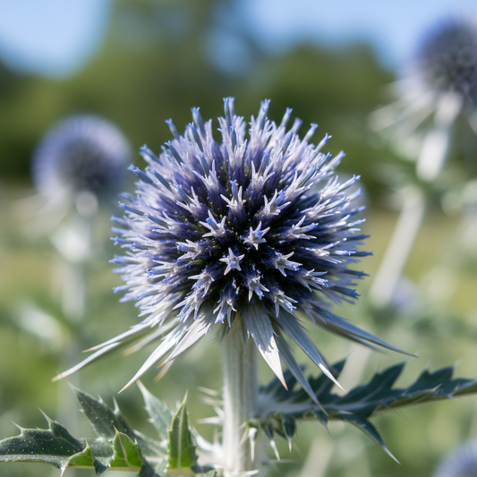 Echinops ritro Metallic Blue