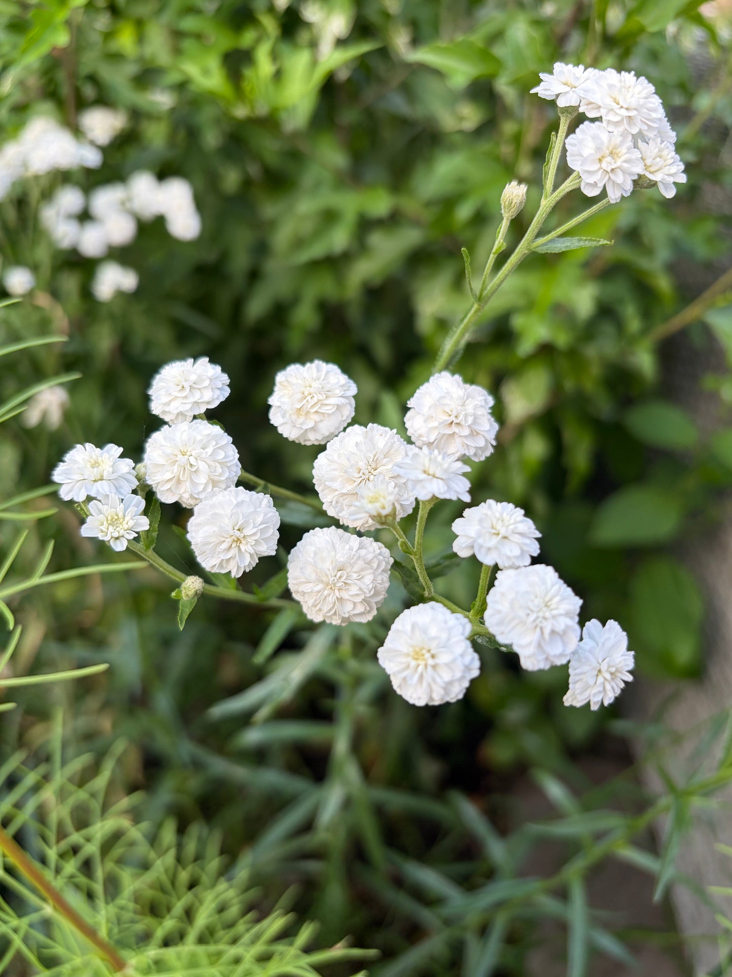Achillea Marshmallow