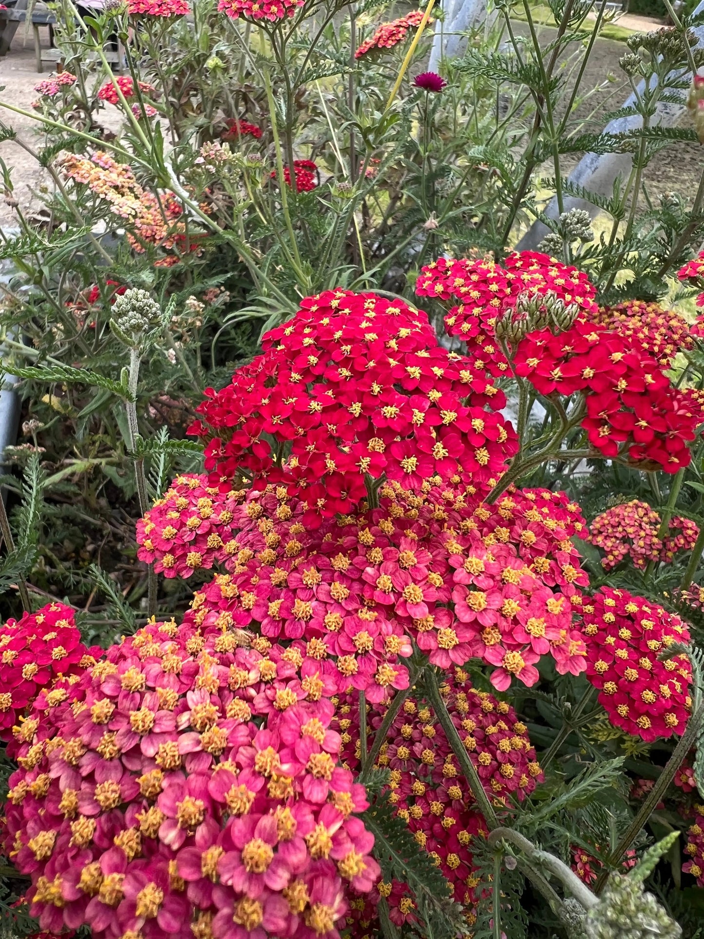 Achillea Rubra Red