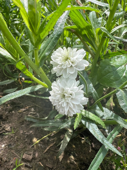 Achillea Marshmallow