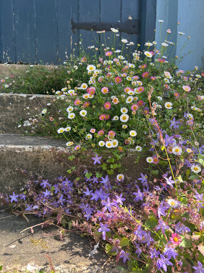 Erigeron karvinskianus Profusion