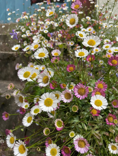 Erigeron karvinskianus Profusion