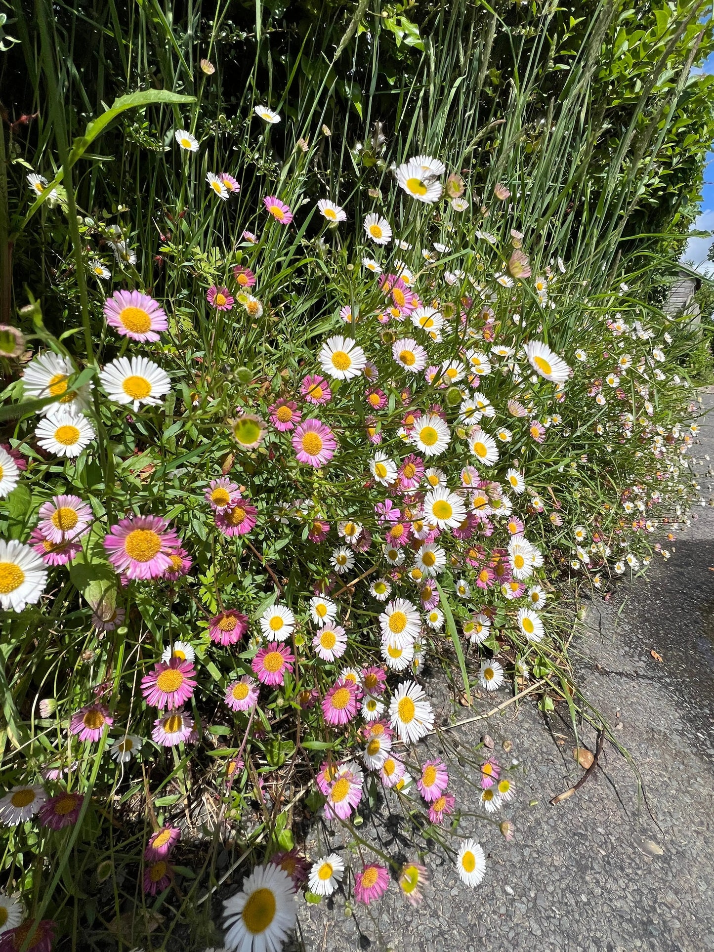 Erigeron karvinskianus Profusion